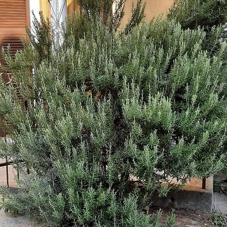 Il Rosmarino Βίλα Fresonara  Εξωτερικό φωτογραφία